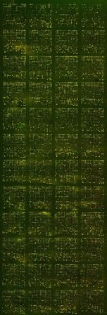 Example of MicroArray