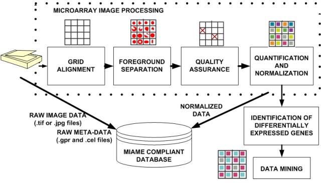Microarray data processing workflow