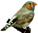 Zebra Finch